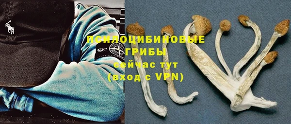 стаф Алзамай